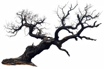 leafless old spooky tree isolated on white or transparent png