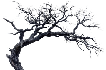 leafless old spooky tree isolated on white or transparent png