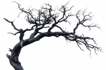 leafless old spooky tree isolated on white or transparent png