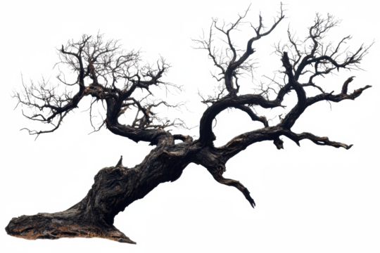 leafless old spooky tree isolated on white or transparent png