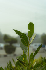 Close-up of fresh green leaves with a soft, blurred background of greenery