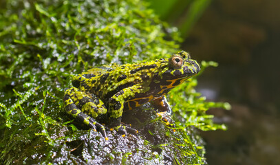 Close-up view of a Oriental fire-bellied toad (Bombina orientalis)
