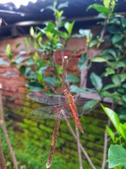 The red dragonfly is a type of dragonfly that has a dominant red body color, especially on its stomach and wings. This insect belongs to the Libellulidae family