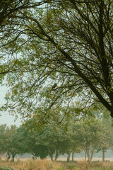 Lush Greenery Reaching Towards the Sky