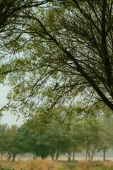 Lush Greenery Reaching Towards the Sky