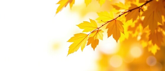Autumn Leaves Fall Transition - Close Up Alpha Channel