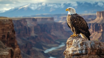 Fototapeta premium A majestic eagle perches on a rocky ledge overlooking a grand canyon landscape, with mountains in the background and a winding river below.