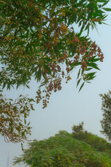 Lush Greenery Reaching Towards the Sky