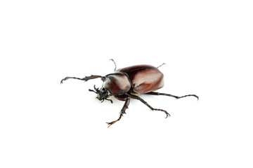 Siamese rhinoceros beetle isolated on white background, Stag beetle, Fighting beetle
