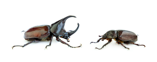 Siamese rhinoceros beetle isolated on white background, Male and Female siamese rhinoceros beetle