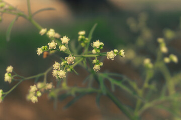Beautiful Spring Flowers Blooming in a Vibrant Garden