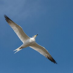 A stunning white-tailed tropicbird soaring through a clear blue sky.