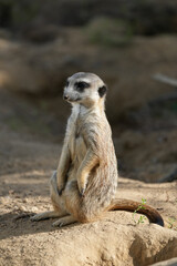 Portrait of a meerkat. Animal in close-up. Suricata suricatta.
