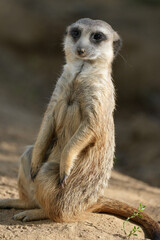 Portrait of a meerkat. Animal in close-up. Suricata suricatta.

