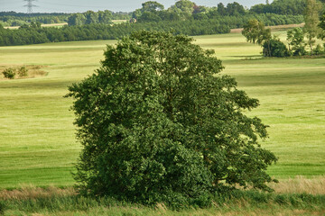 Fototapeta premium Trees, plants and environment with village in nature for sustainability, ecology and travel. Outdoor view, Denmark and summer with countryside park for tourism, landscape and green background