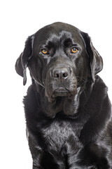 Black dog. Labrador Retriever isolate on a white background. Pet.