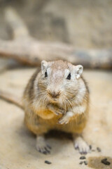 Portrait of a fat sand rat, Psammomys obesus. Rodent close-up. Gerbil.
