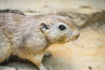 Portrait of a fat sand rat, Psammomys obesus. Rodent close-up. Gerbil.

