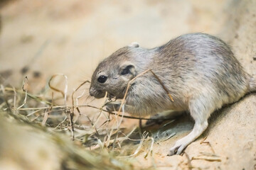 Portrait of a fat sand rat, Psammomys obesus. Rodent close-up. Gerbil.
