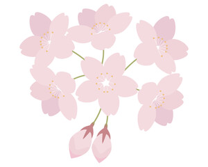 桜の花のイラスト　さくら　サクラ　ソメイヨシノ