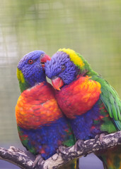 Portrait of a mountain lorikeet pair. Bird with colorful plumage close-up. Allfarblori. Trichoglossus haematodus. Coconut lorikeet.
