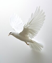 Obraz premium Majestic white bird soaring through a serene and bright space