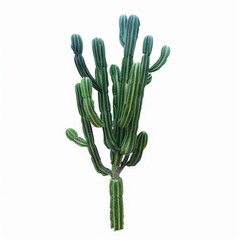 Tall green cactus in a bright environment.
