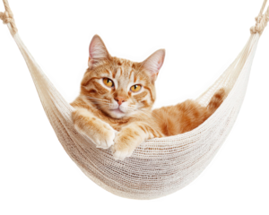 cat lounging in hammock, looking blissfully relaxed and content. warm orange fur and calm expression create serene atmosphere, perfect for relaxation