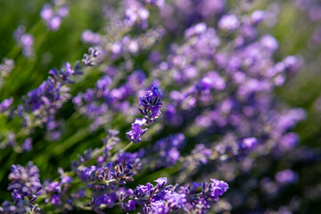 Beautiful image of lavender field over summer sunrise landscape. Blooming lavender field close-up.