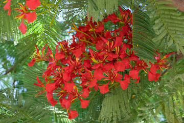 Blooming tree Delonix regia (lat.- Delonix regia)