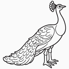 peacock isolated on white silhouette