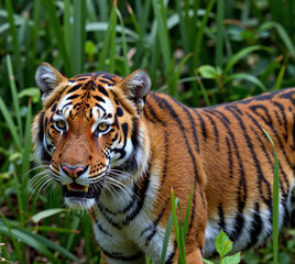 Obraz premium portrait of a tiger