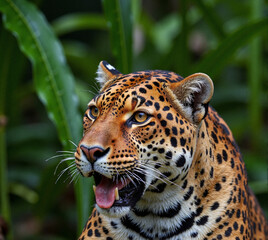 portrait of a leopard