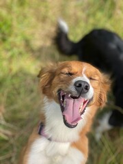 portrait of a dog