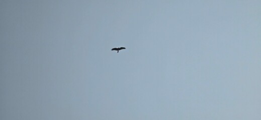 Kite Raptor flying in the skies 