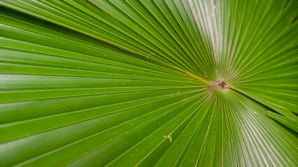 Fototapeta premium palm leaf background