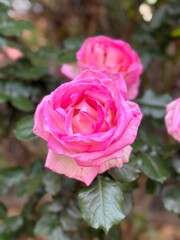 Pink Cottage Rose