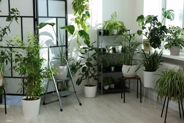 Many different houseplants in pots at home