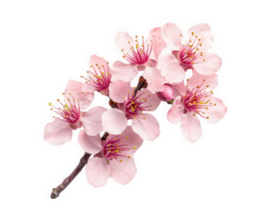 Delicate cherry blossom flowers in full bloom, showcasing soft pink petals and vibrant stamens, evoke sense of tranquility and beauty in nature
