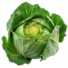 Fototapeta premium Fresh green cabbage with lush leaves.