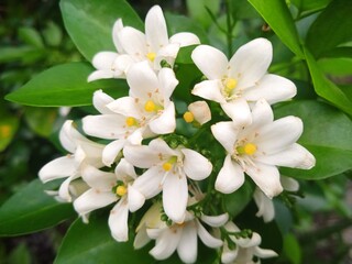 Obraz premium White flowers bloom in the garden in the afternoom