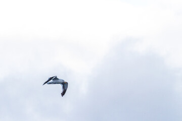 Telephoto of a kelp gull - Larus dominicanus- flying in front of glacial Antarctic mountains. Antarctic peninsula near near cuverville island.