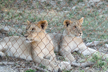 Lion cubs lying calmly in the shade behind a fence in a wildlife nature reserve. Panthera leo. 