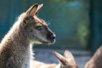 Cute fluffy wallaby in the park. Marsupial mammals. Australia