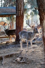 Deer grazing forest. High quality photo