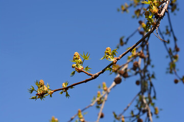 American sweetgum branch with flowers