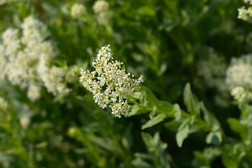 Hoary cress flowers