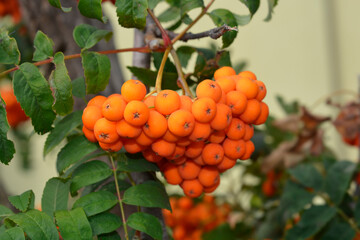 Common rowan branch with fruit