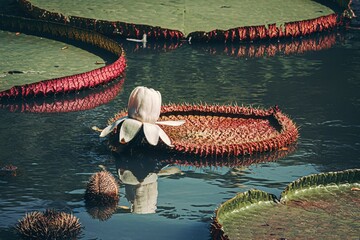 A pond with large Victoria water lilies and a blooming white flower reflecting on the water surface.