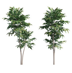 Fototapeta premium green tree isolated on transparant background. 3d rendering
